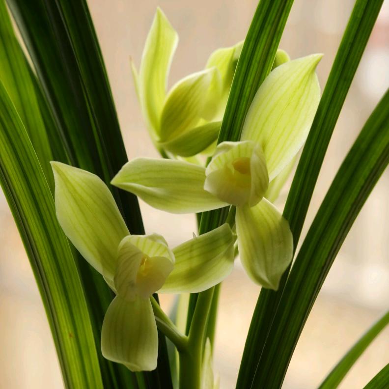 草野人家 肖寒涛