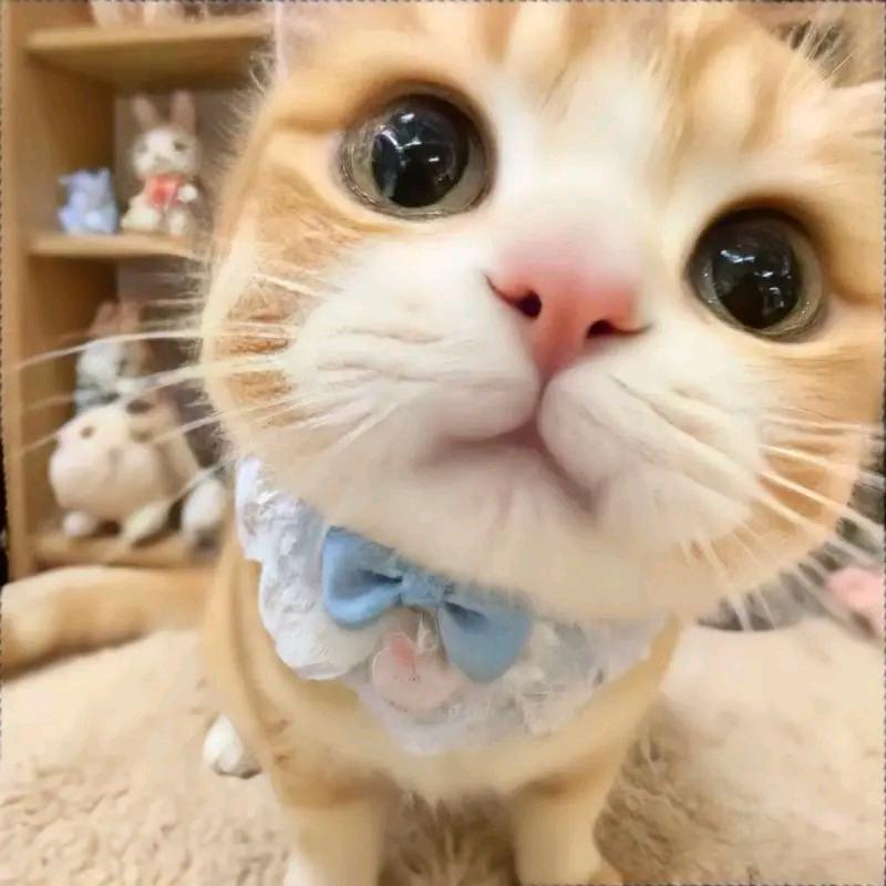 荼