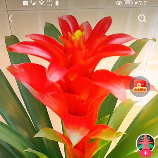 鸿姐的日常生活（下午7点10分直播）