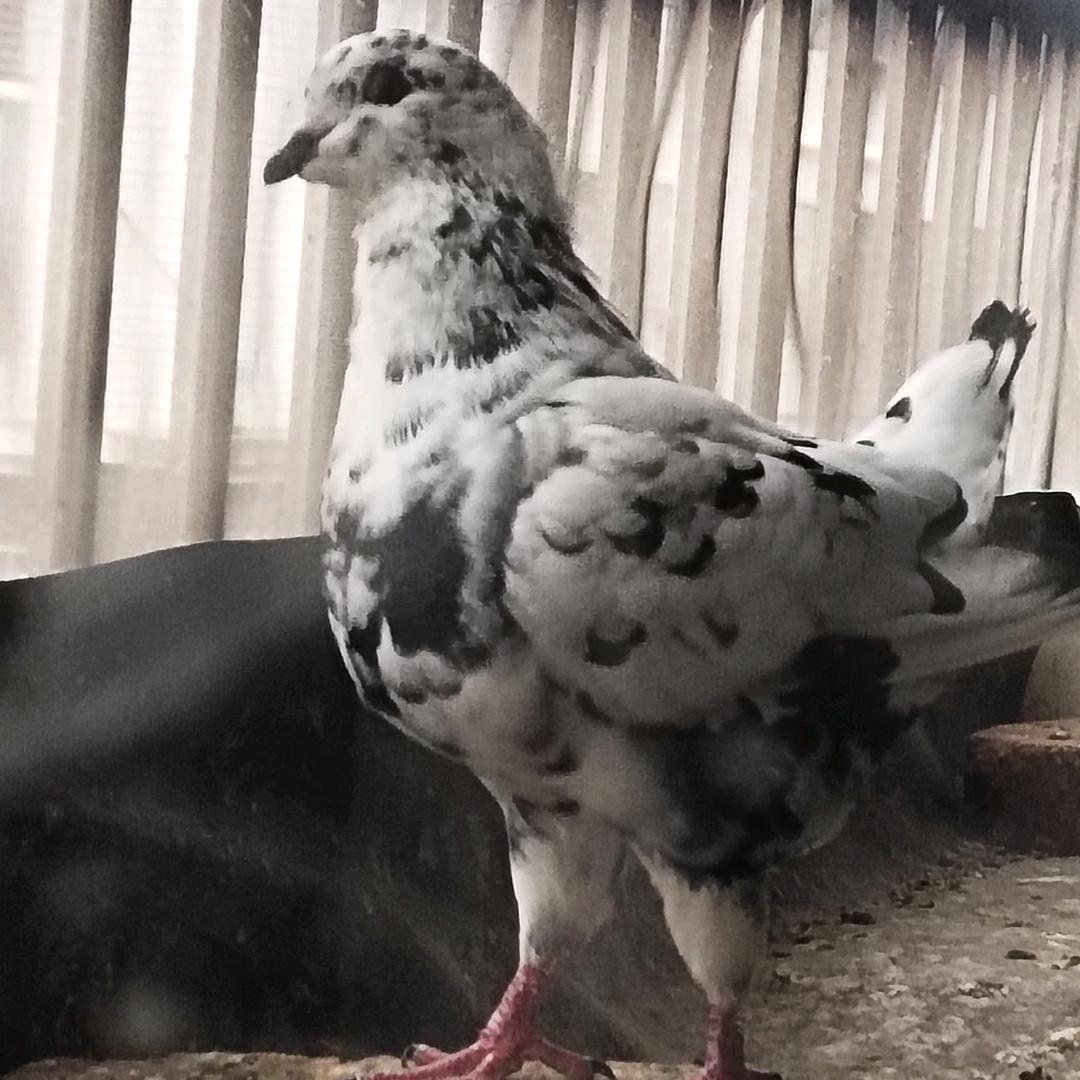 金州鸽业（长沙市宁乡）