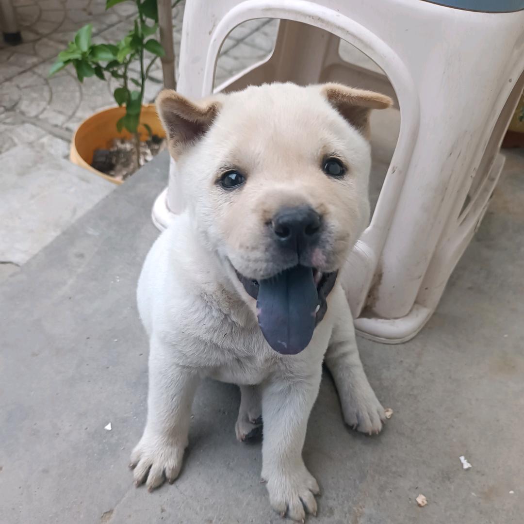 广西土猎犬