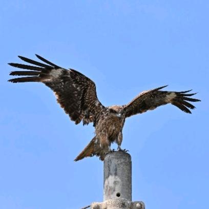 展翅飞翔🦅🦅