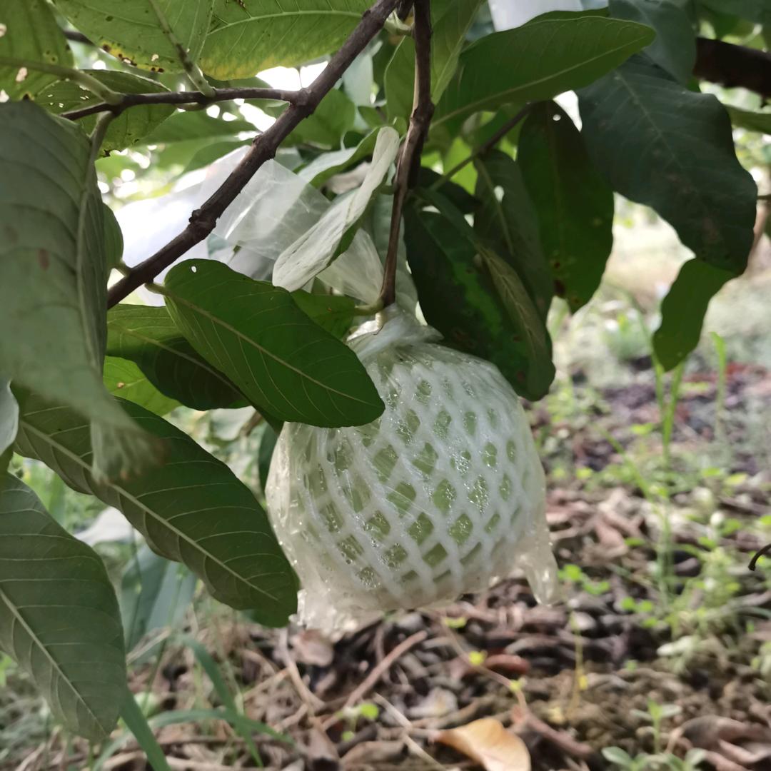 八个小孩的妈妈