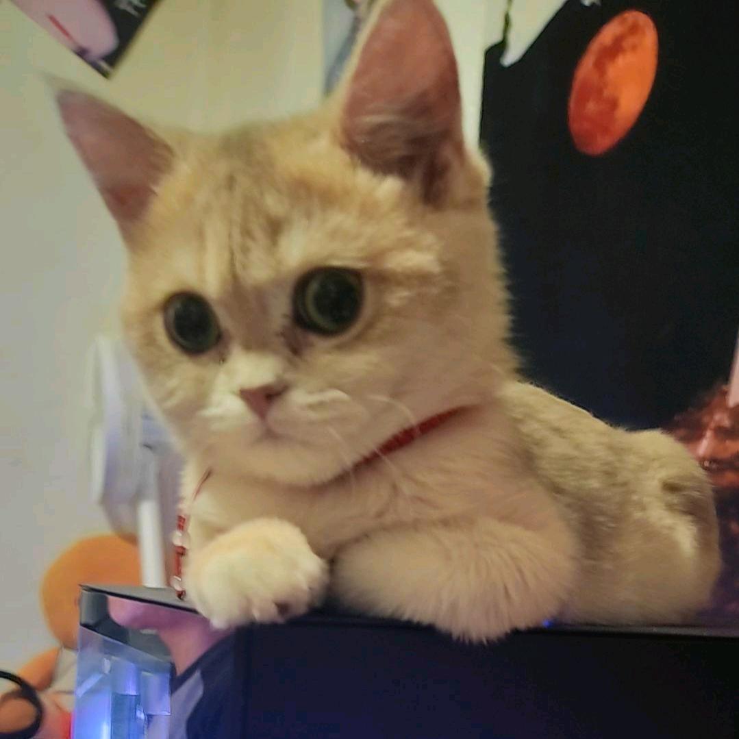 小小🧧