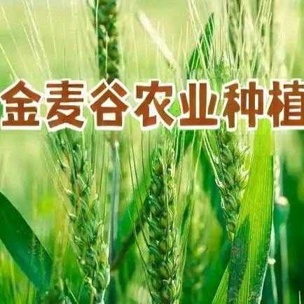 金麦谷