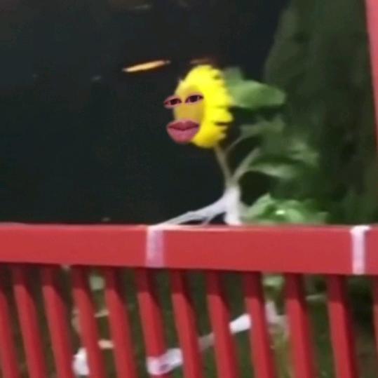 小吐司