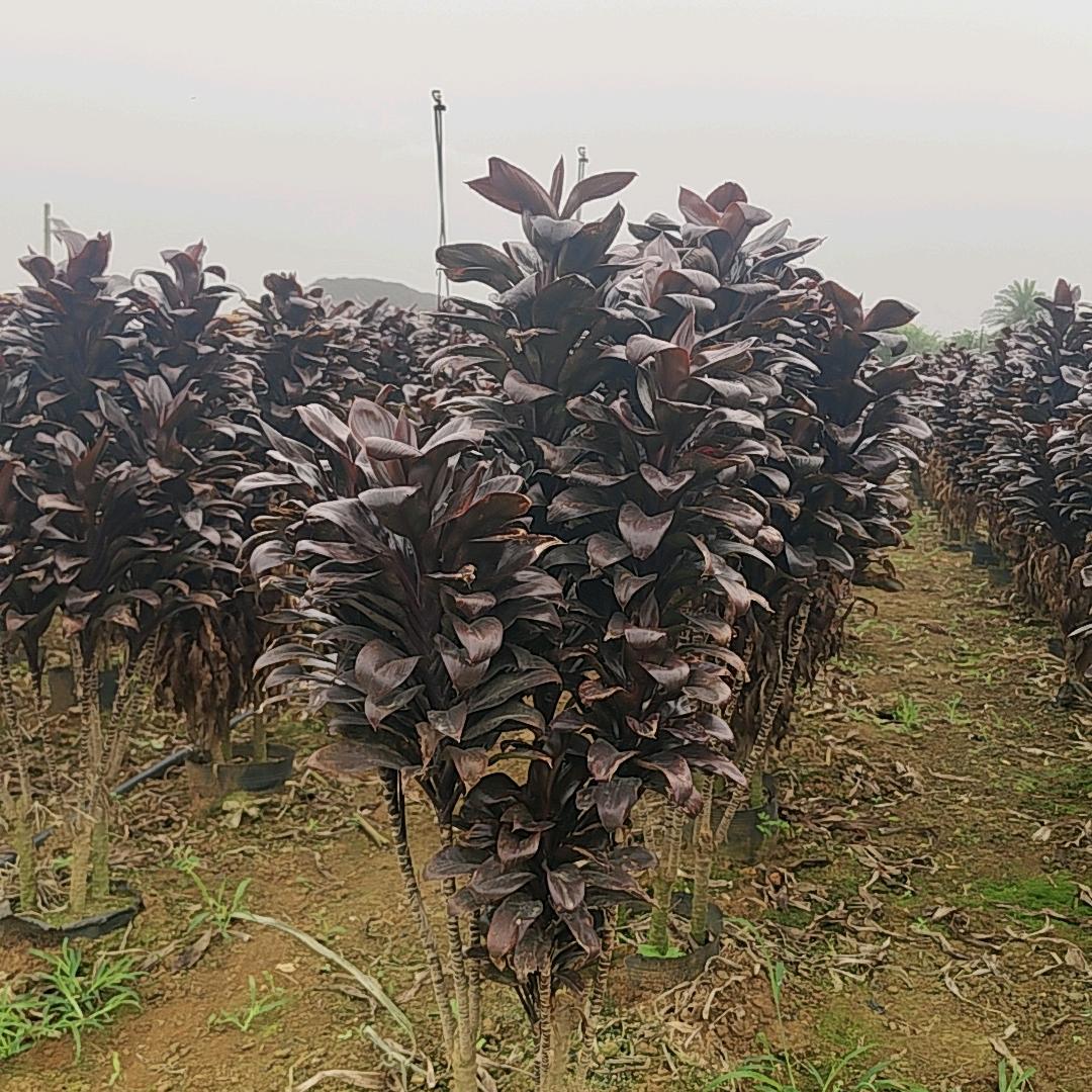 -土拨鼠日记🥔