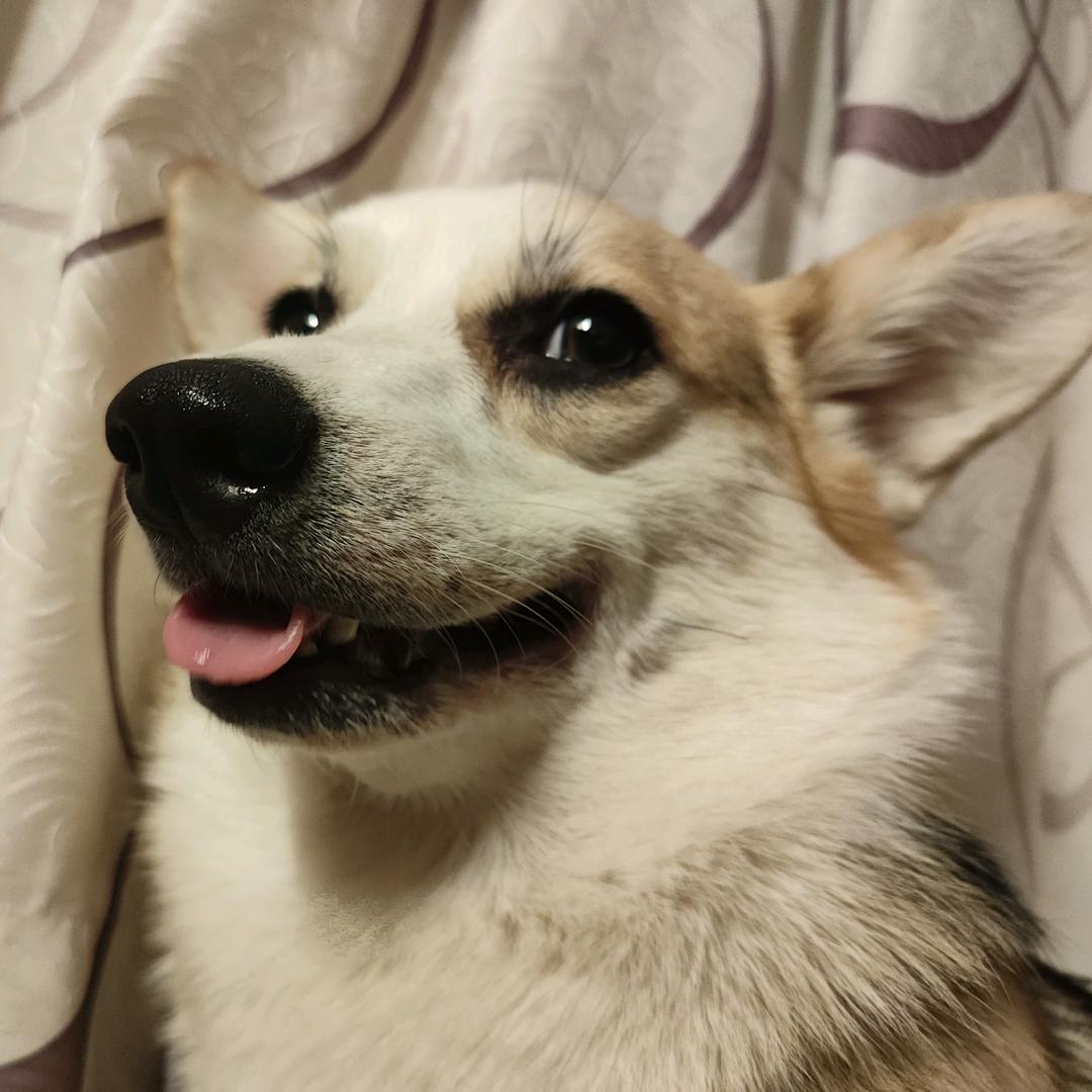 绿色卡其