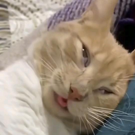 沙爹牛腩面