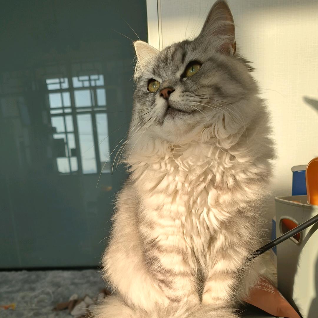 小L苗木