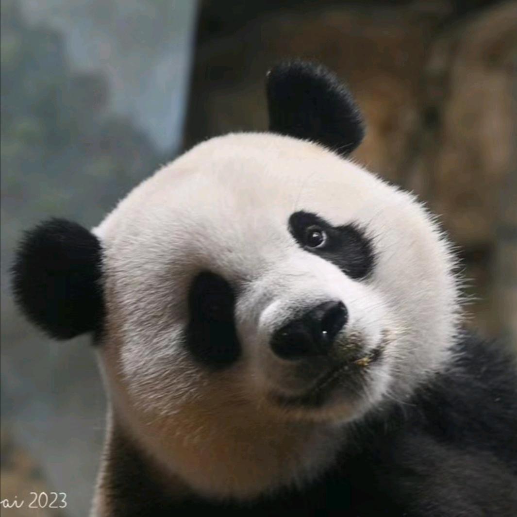 悠然爱熊猫