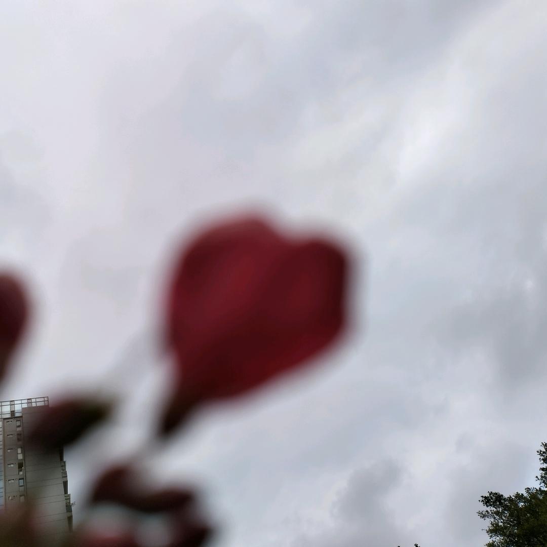 深圳，仝舒