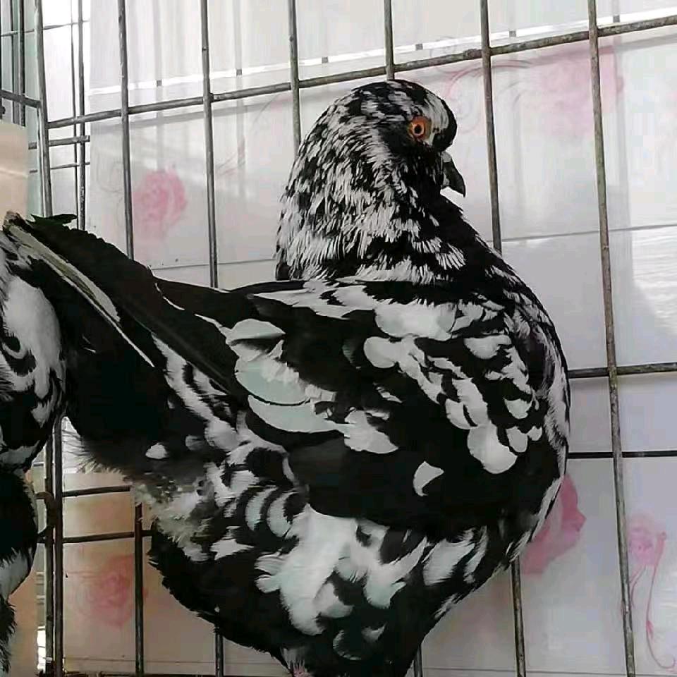 阿楠鸽小号