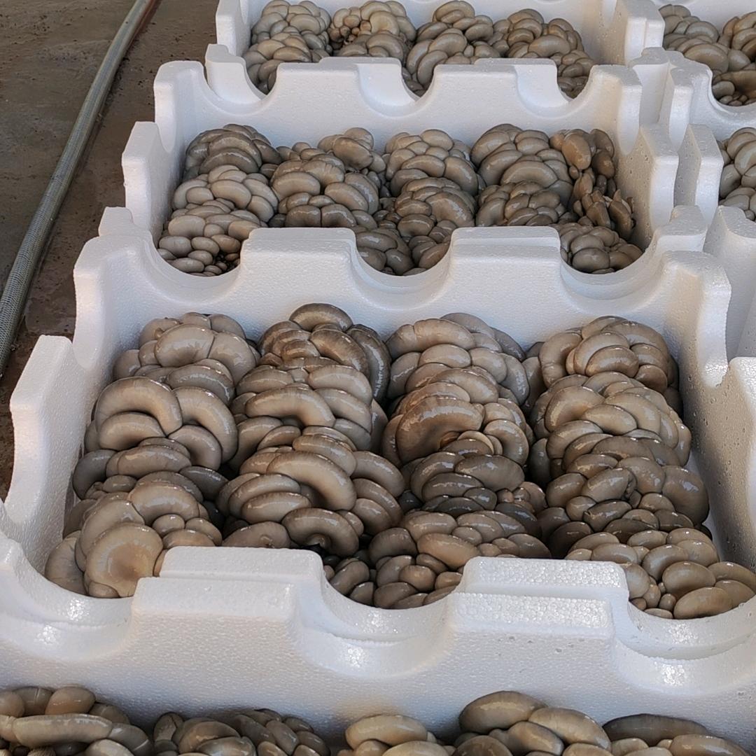 陆就华食用菌有限公司