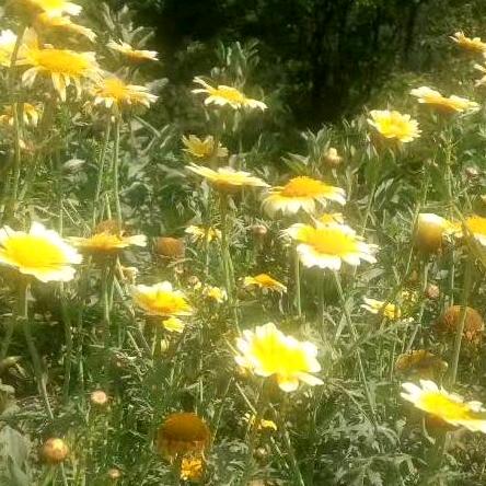 紫花地丁