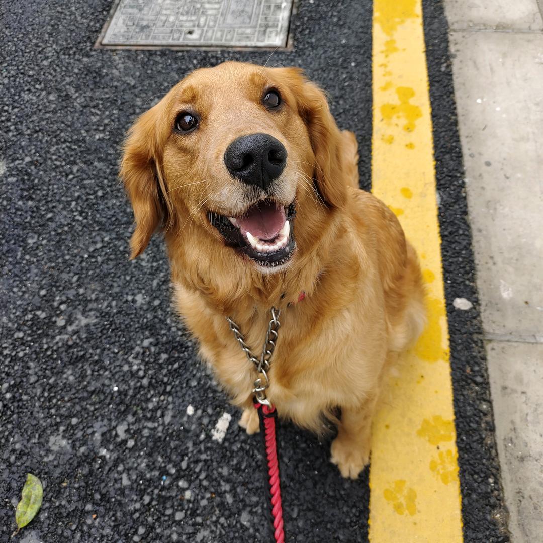 叫小小的大金毛🐶