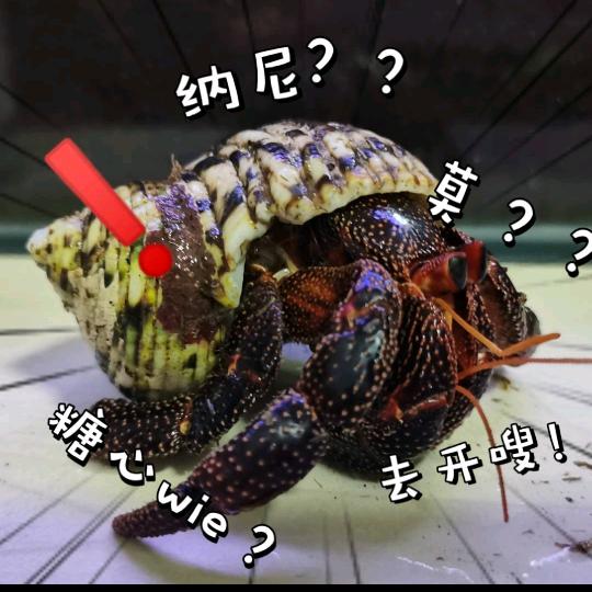 寄居蟹不常见玩家