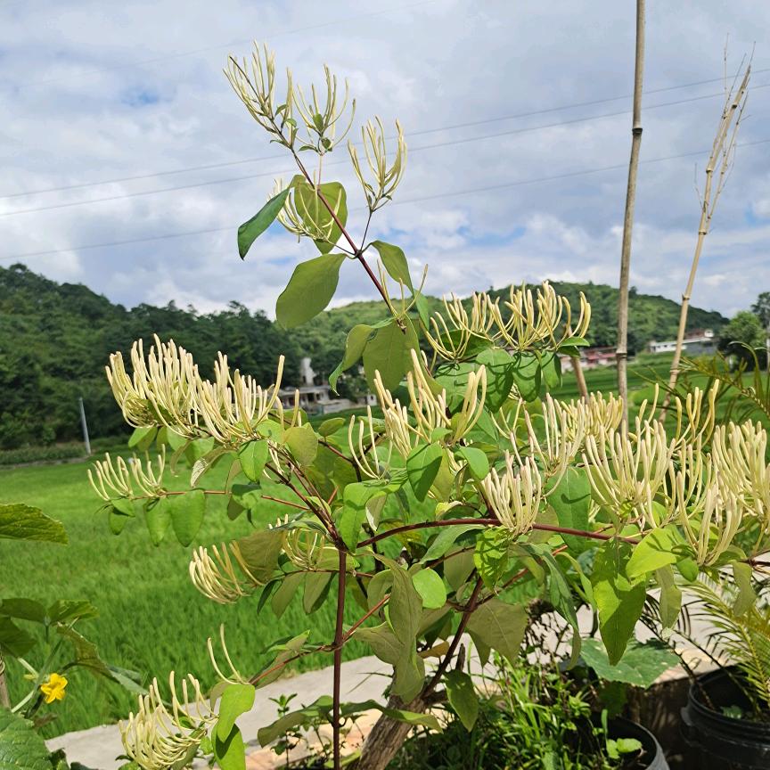 优选阁