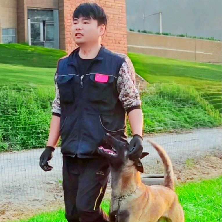 阳光训犬