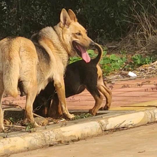 昆明犬