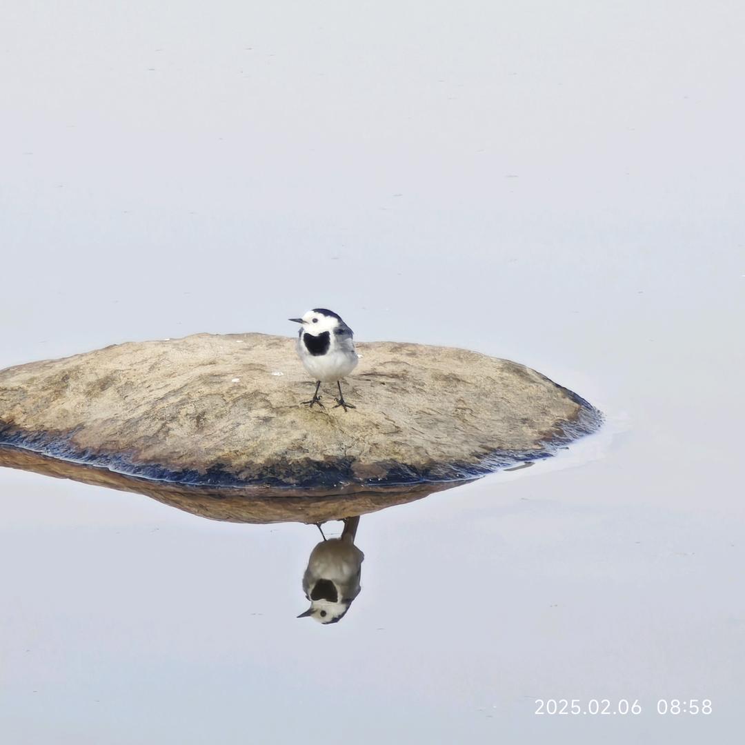 寒摩