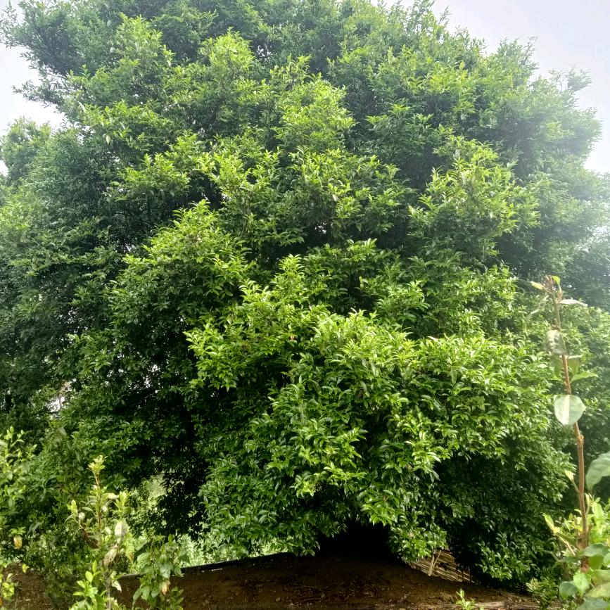 白莺山伟忠千年古树茶