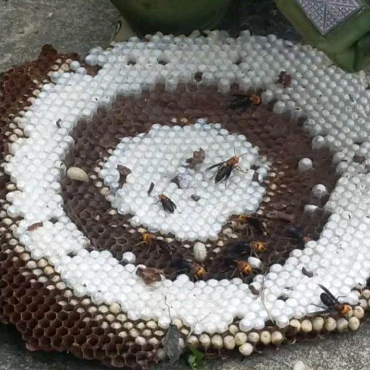 我姓张，你别嚣张（户外追蜂）
