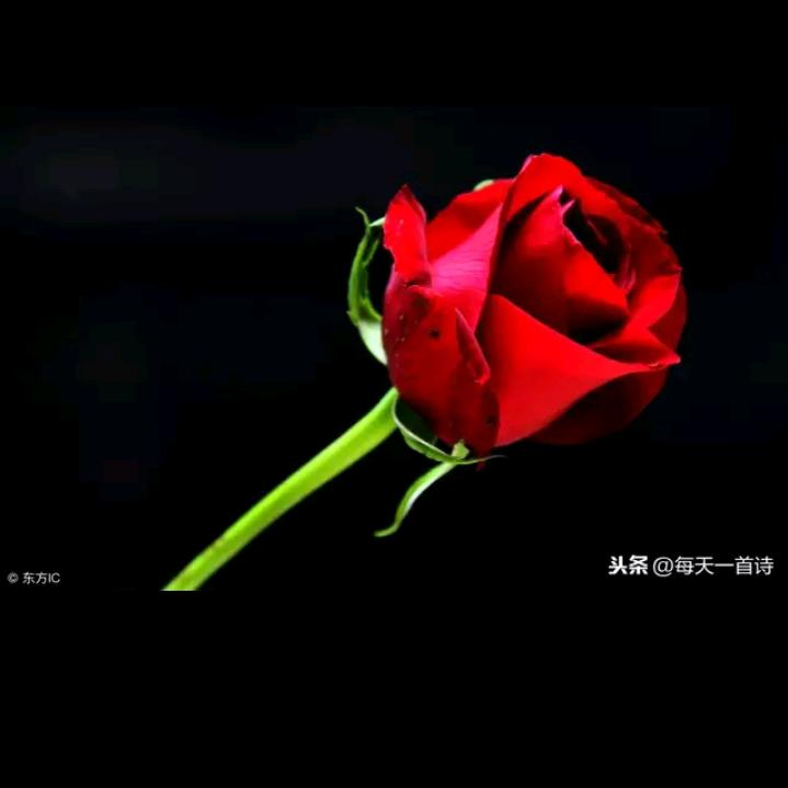 一支梅《回族》》