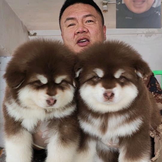 影姐家的萌宠屋