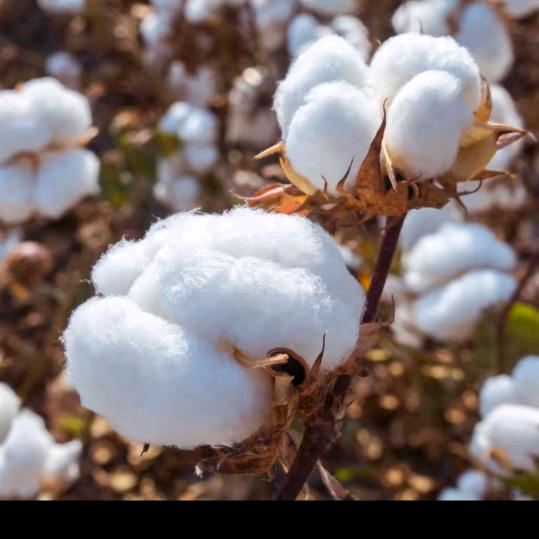 @白潭镇双庙村新型弹花棉被，羽绒被，蚕丝