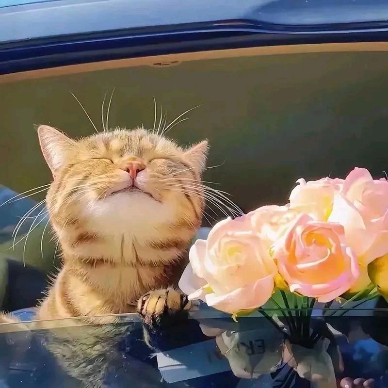 ↑⑤的阳光