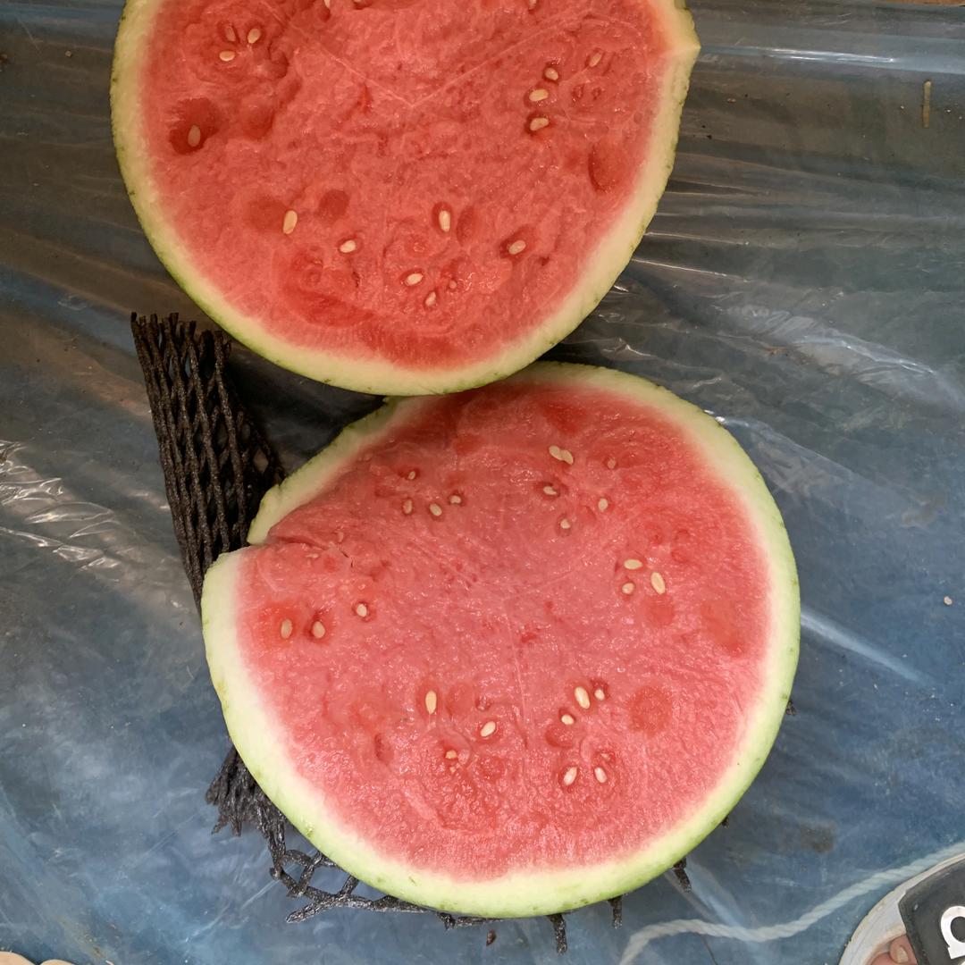 张闯:代收发全国西瓜🍉🍉
