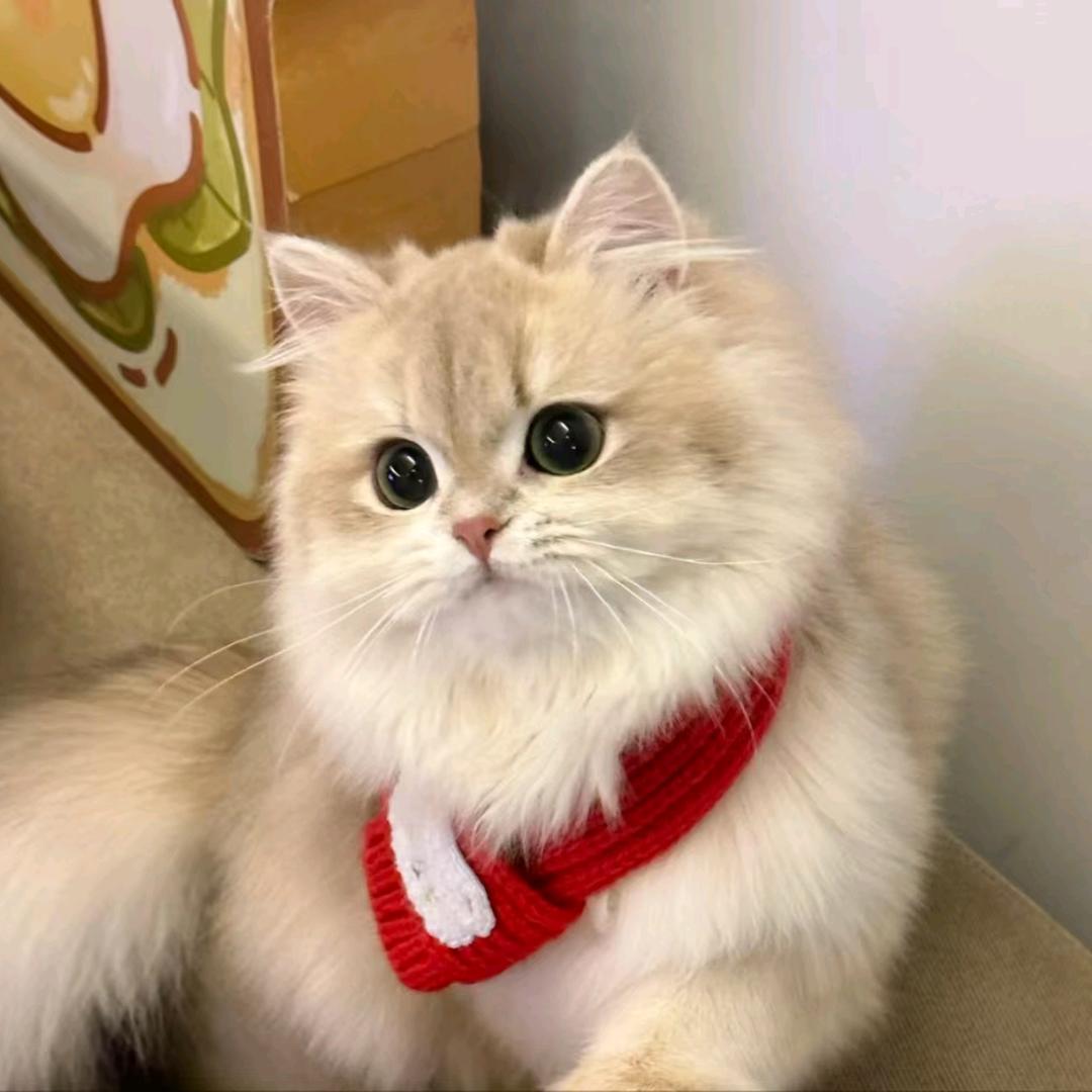 李慧养猫