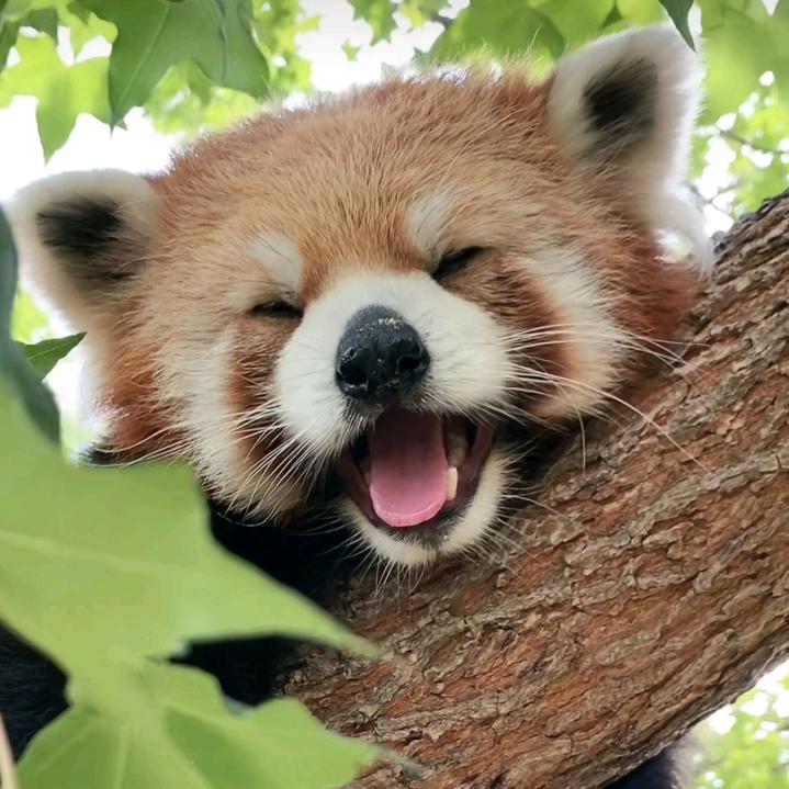 悄悄吃口🍎🍄‍🟫🐏汤