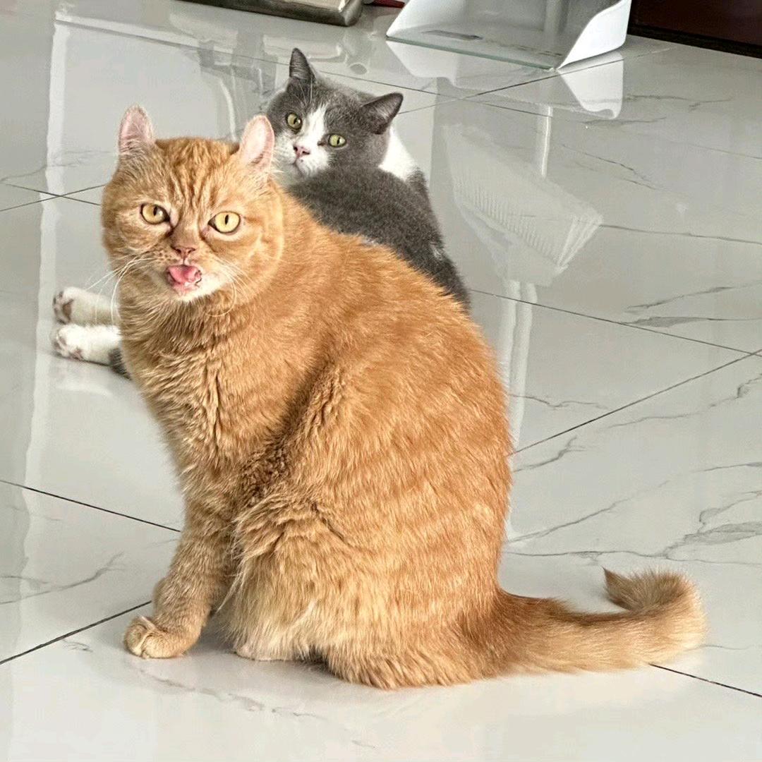 jiu啾啾