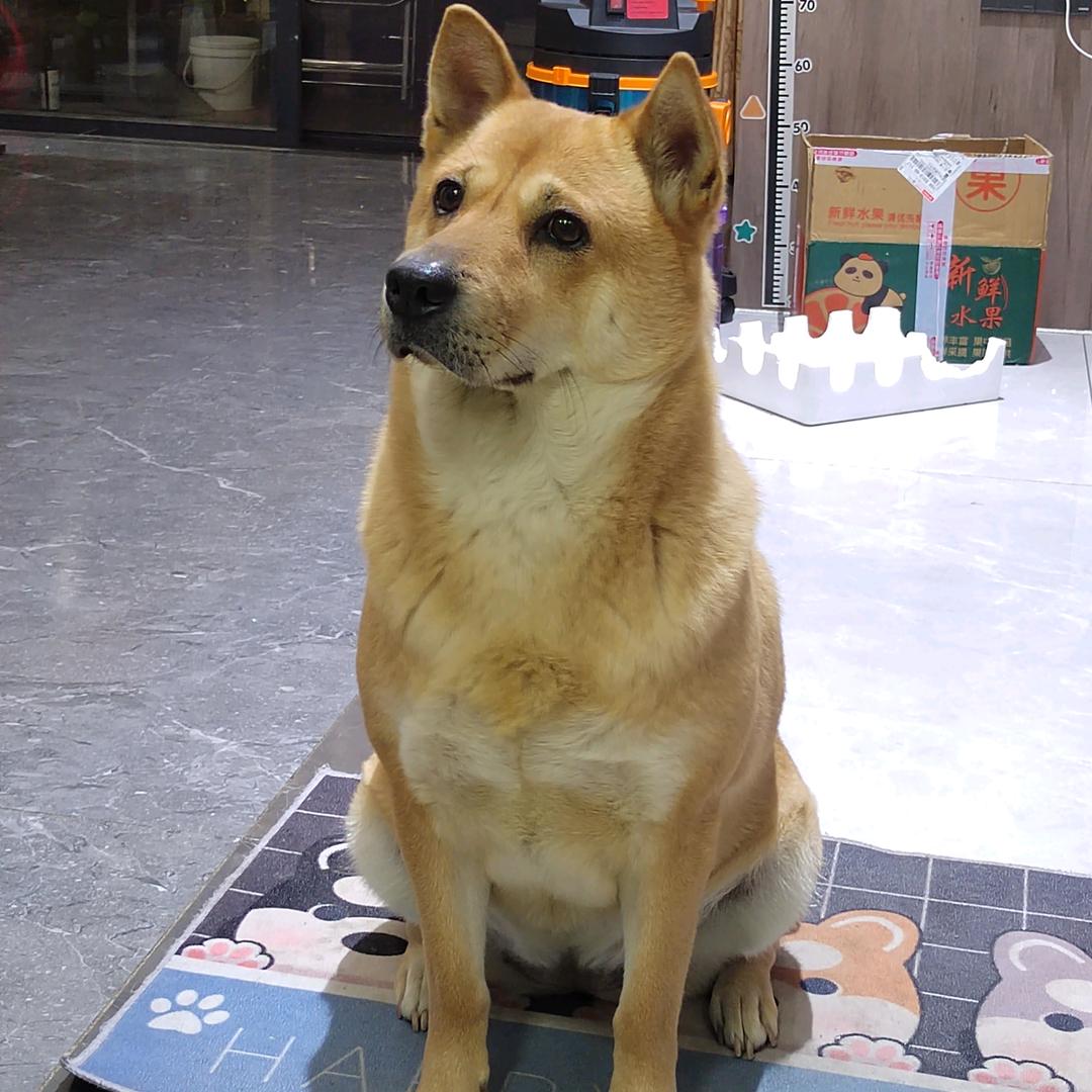 大傻狗