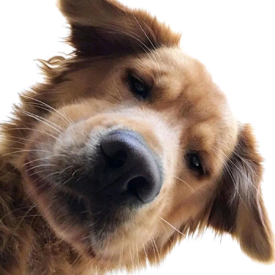 Harper