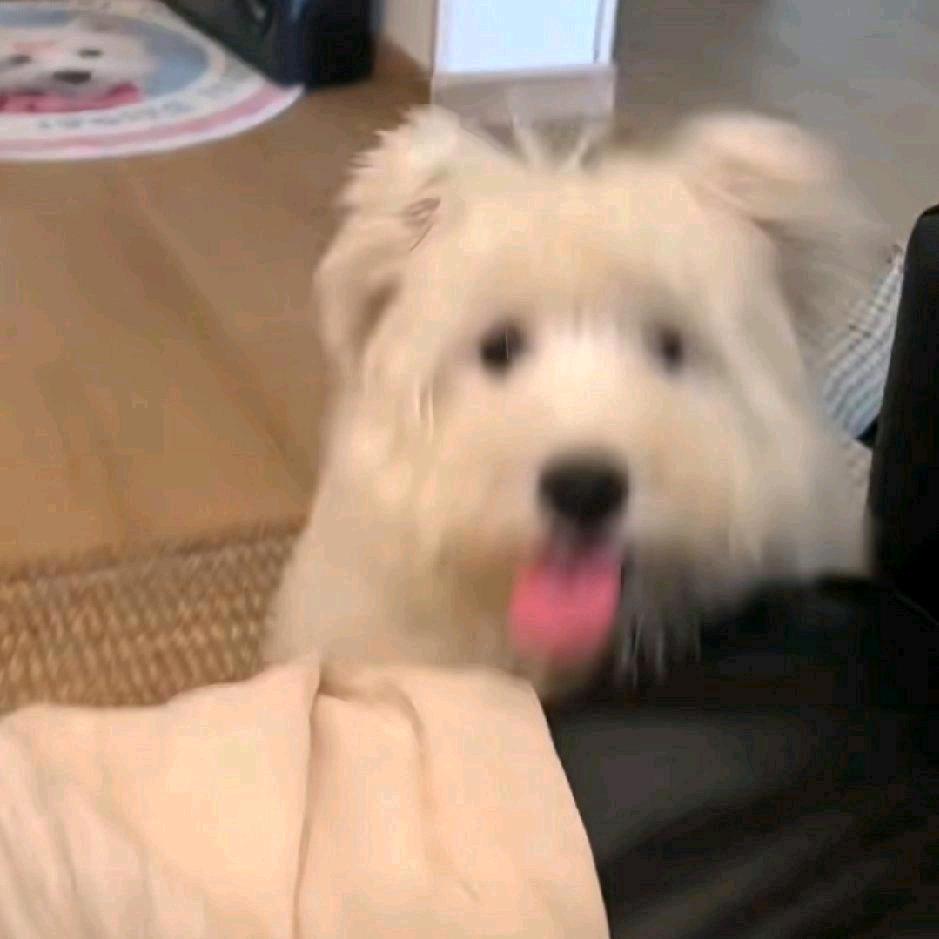 土豆