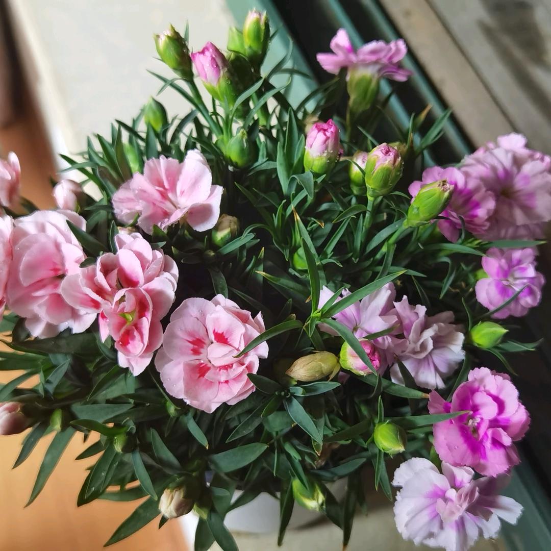 🌸花