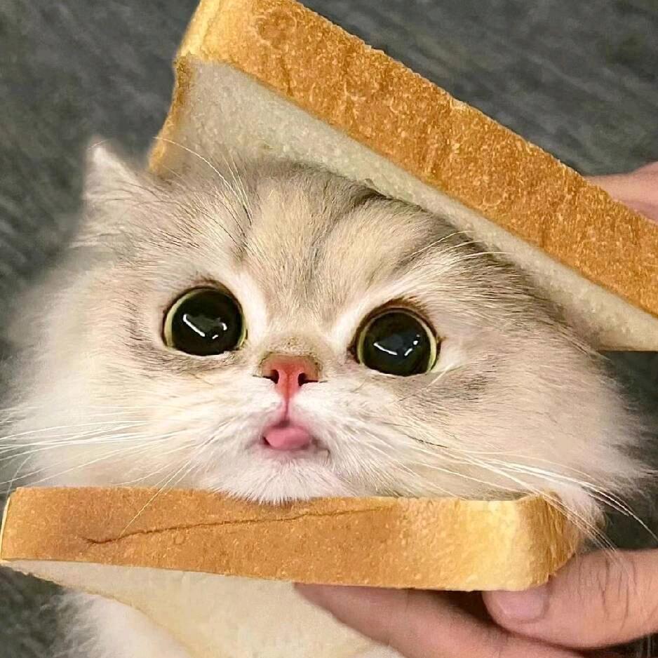 yy