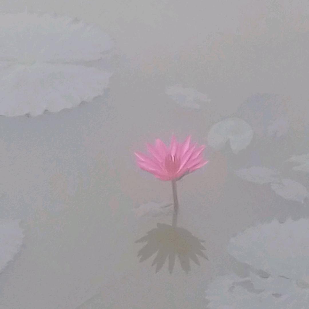 梦中有你