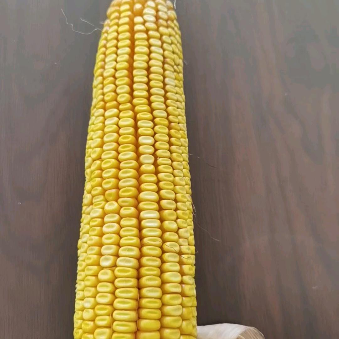 玉米品种大全