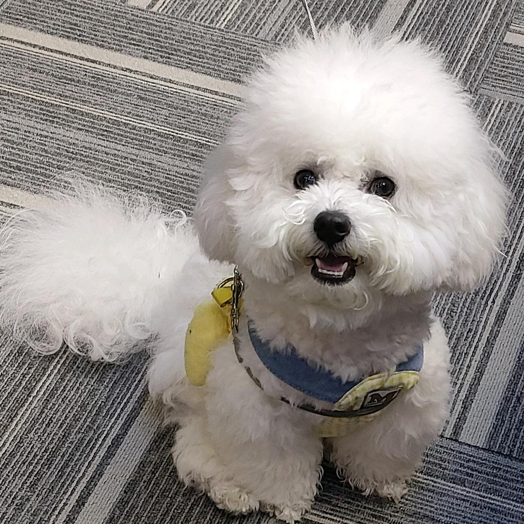 小B熊团子酱~