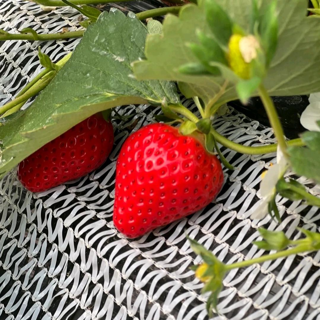 草莓种植