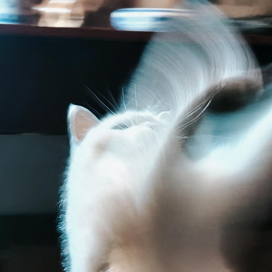 文今羲