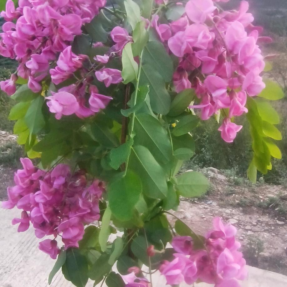 美丽珍珠
