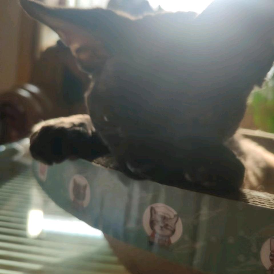 德文宝贝😘🥰