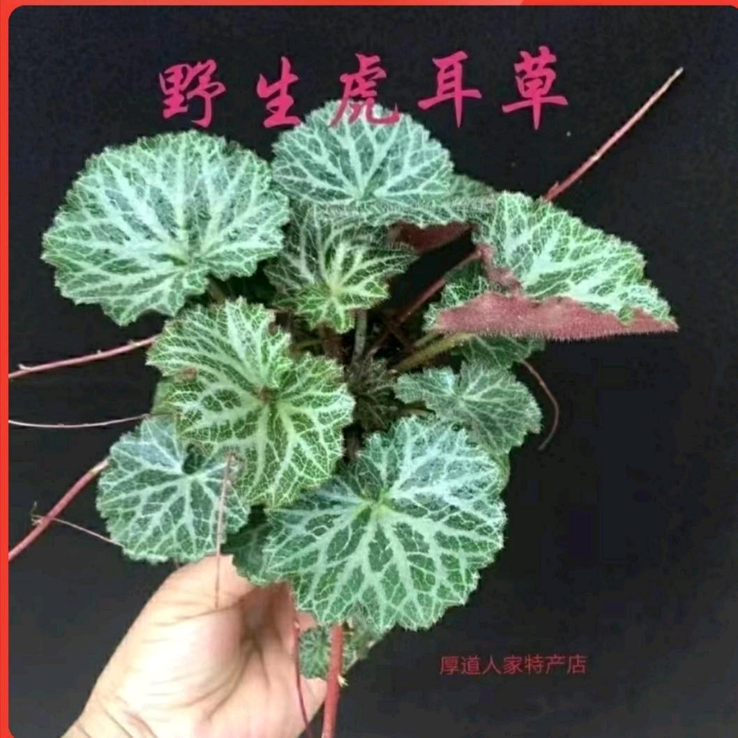 顺二哥