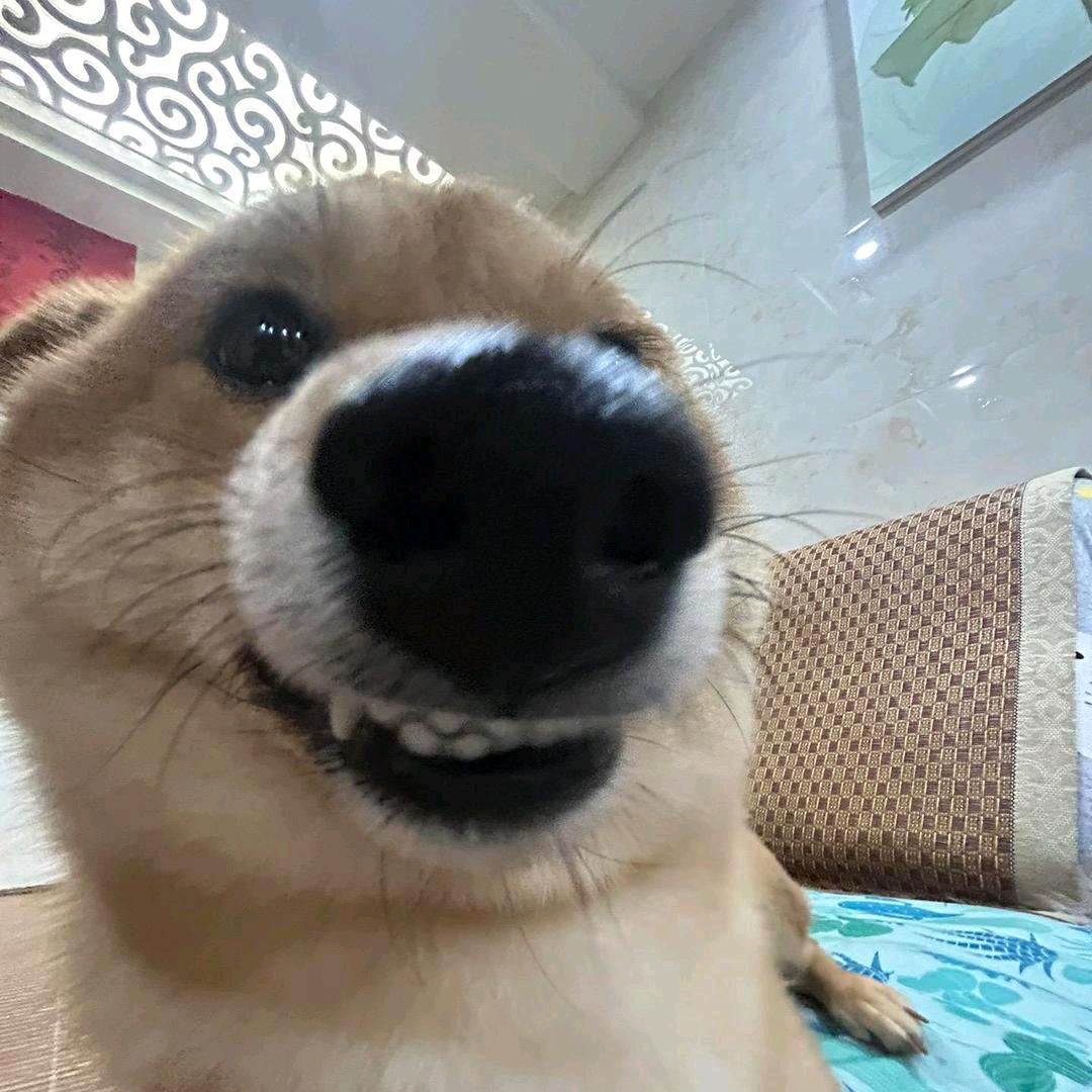 YCCcc