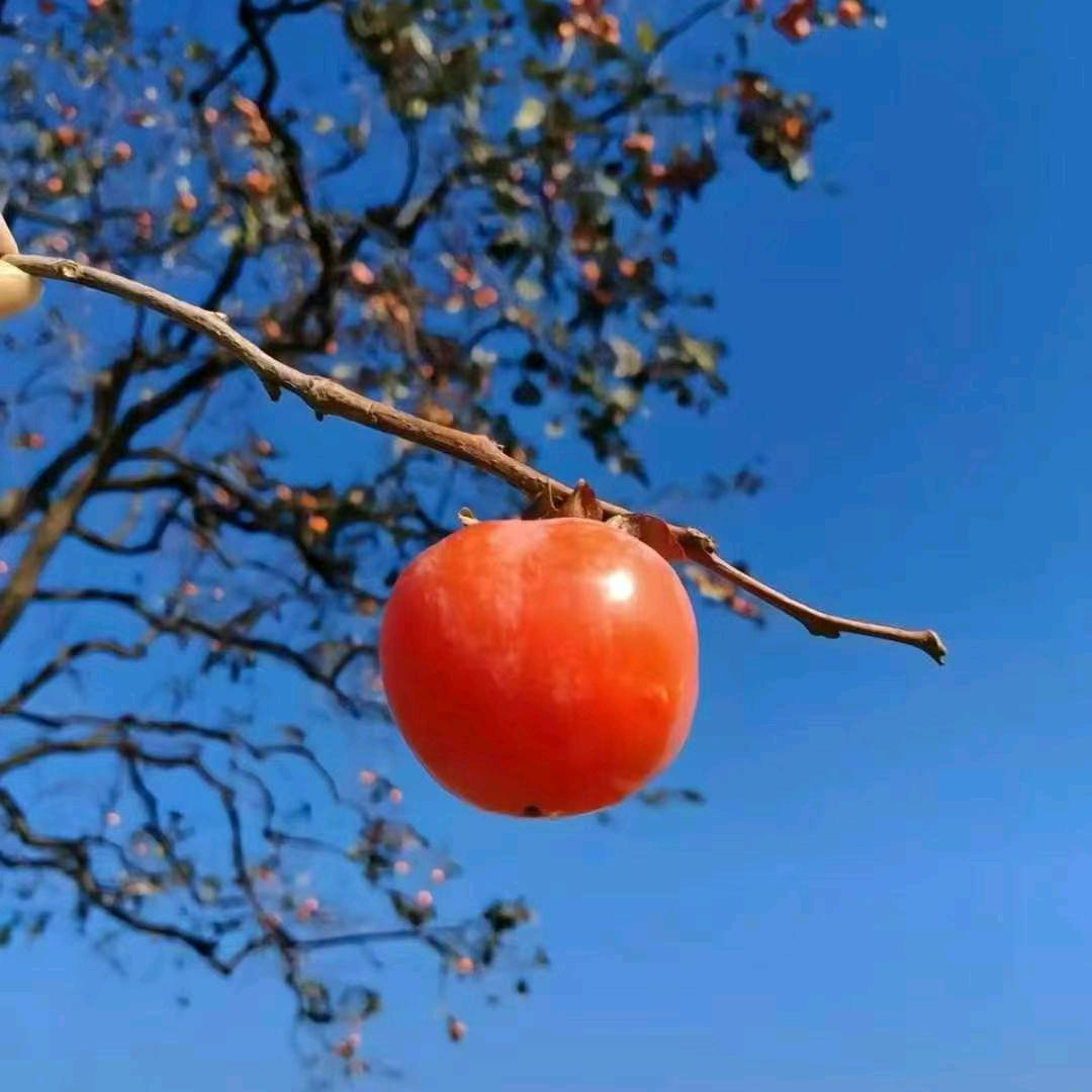 淡香茗